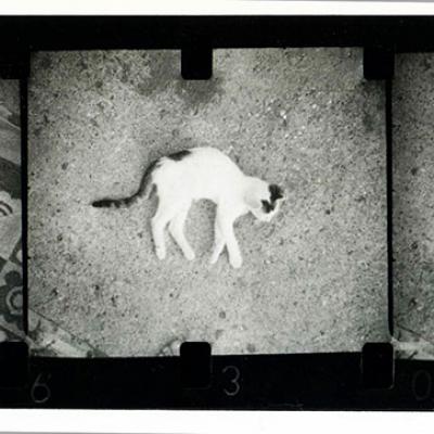 Vladimir Cervenka Diptisi Triptisi 26