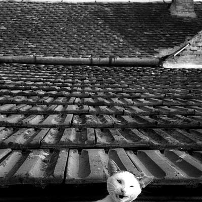 Vladimir Cervenka Slobodne08