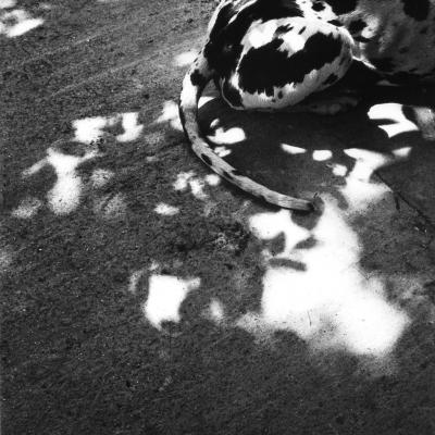 Vladimir Cervenka Slobodne13