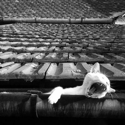 Vladimir Cervenka Slobodne28