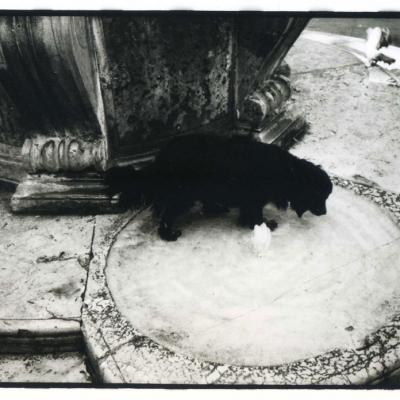 Vladimir Cervenka Venezia88