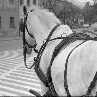 Vladimir Cervenka Konji01