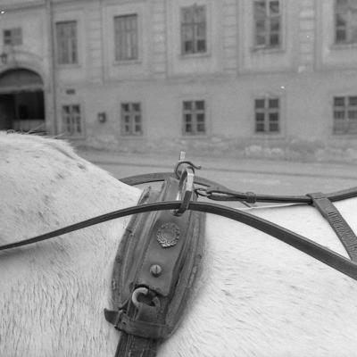 Vladimir Cervenka Konji02