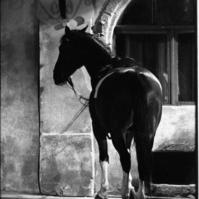 Vladimir Cervenka Konji03