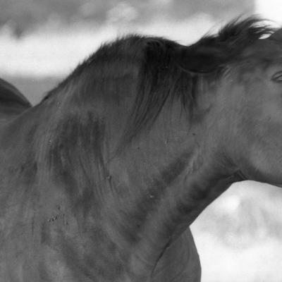 Vladimir Cervenka Konji04