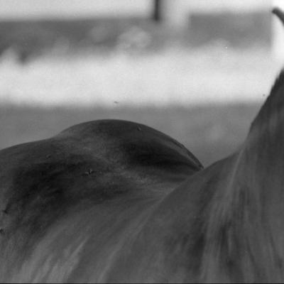 Vladimir Cervenka Konji05