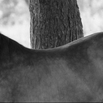 Vladimir Cervenka Konji06