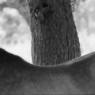 Vladimir Cervenka Konji07