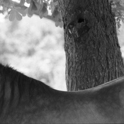 Vladimir Cervenka Konji08