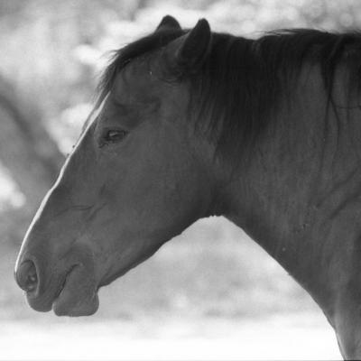 Vladimir Cervenka Konji09