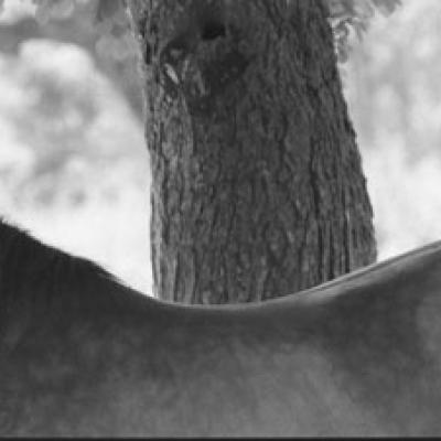 Vladimir Cervenka Konji10