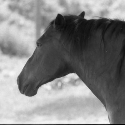 Vladimir Cervenka Konji11