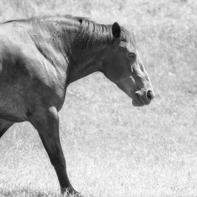 Vladimir Cervenka Konji12