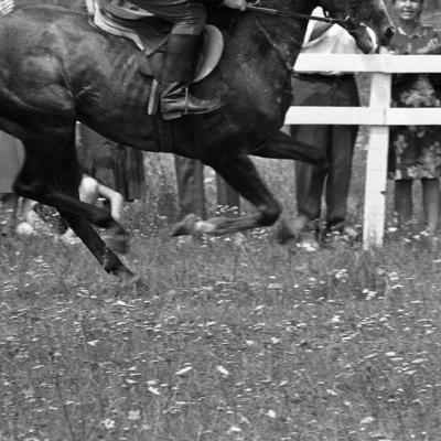 Vladimir Cervenka Konji13