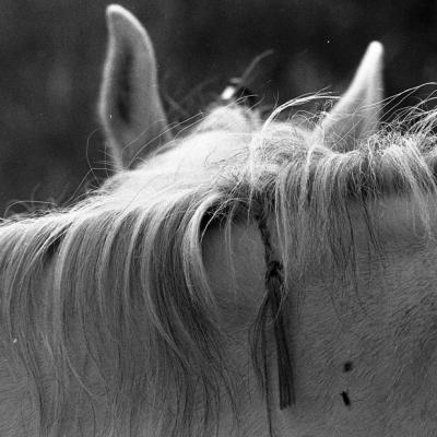 Vladimir Cervenka Konji15