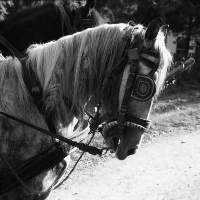 Vladimir Cervenka Konji16