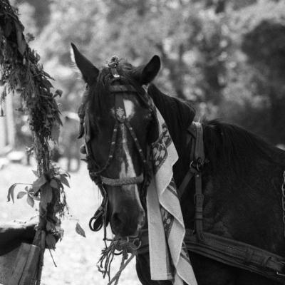 Vladimir Cervenka Konji17