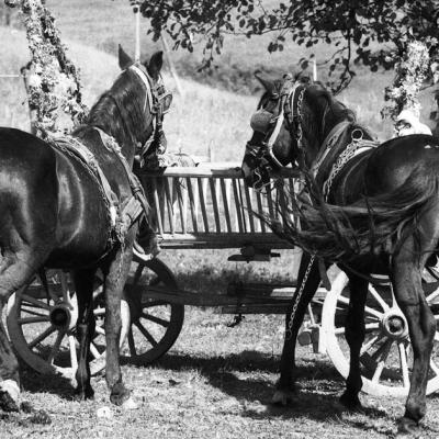 Vladimir Cervenka Konji18