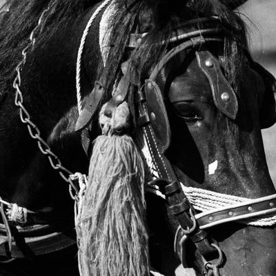 Vladimir Cervenka Konji19