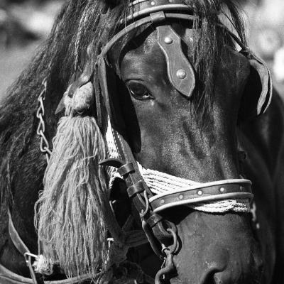 Vladimir Cervenka Konji20