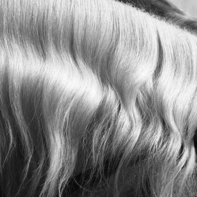 Vladimir Cervenka Konji21