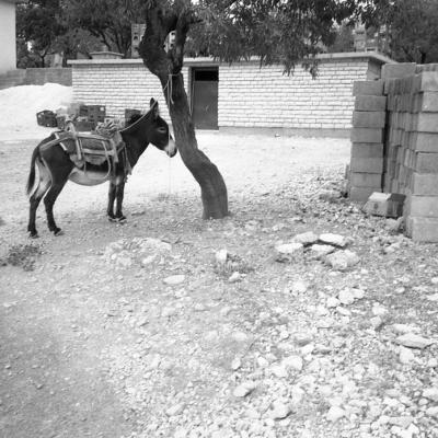 Vladimir Cervenka Konji22