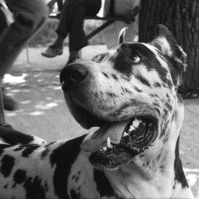 Vladimir Cervenka Psi01