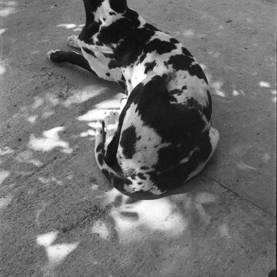 Vladimir Cervenka Psi02