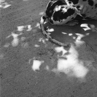 Vladimir Cervenka Psi03