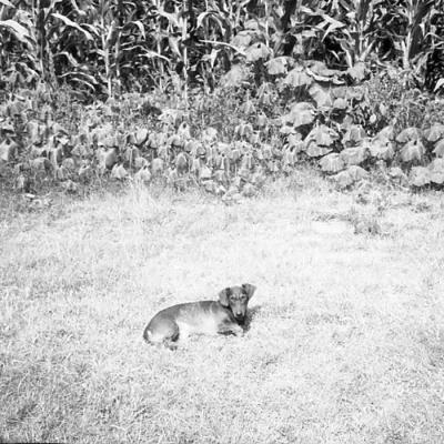 Vladimir Cervenka Psi04