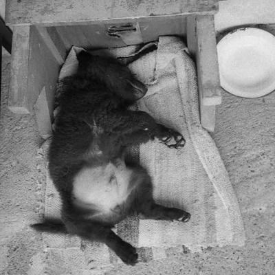 Vladimir Cervenka Psi05