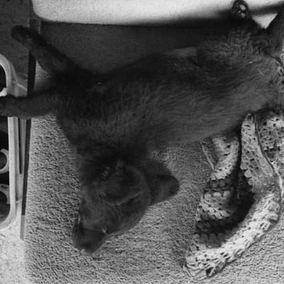 Vladimir Cervenka Psi06