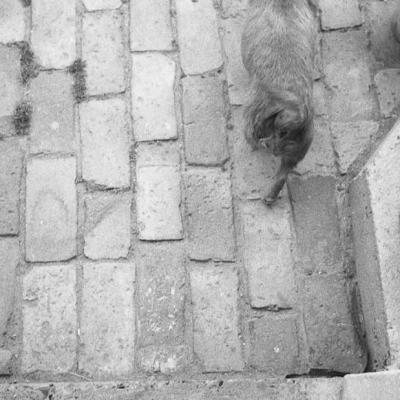 Vladimir Cervenka Psi07