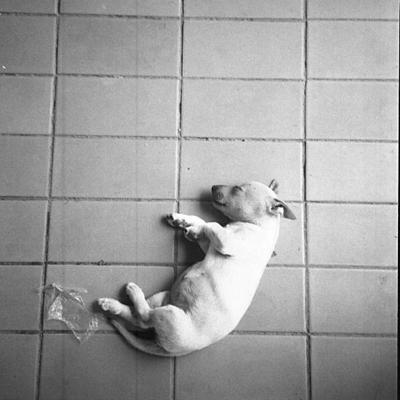 Vladimir Cervenka Psi08