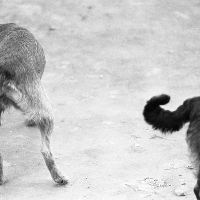 Vladimir Cervenka Psi09