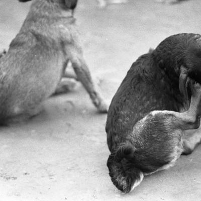 Vladimir Cervenka Psi10