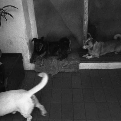 Vladimir Cervenka Psi11