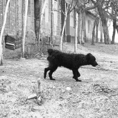 Vladimir Cervenka Psi12