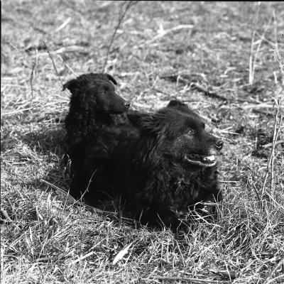 Vladimir Cervenka Psi15