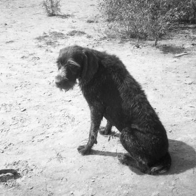 Vladimir Cervenka Psi16