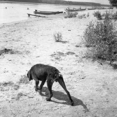 Vladimir Cervenka Psi17