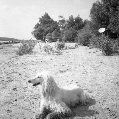 Vladimir Cervenka Psi18