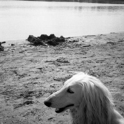 Vladimir Cervenka Psi19