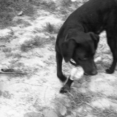 Vladimir Cervenka Psi22