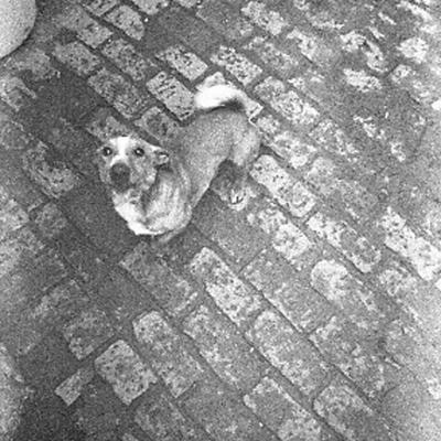 Vladimir Cervenka Psi23