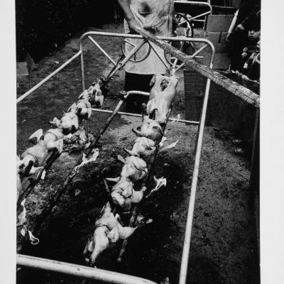 Vladimir Cervenka Banat25